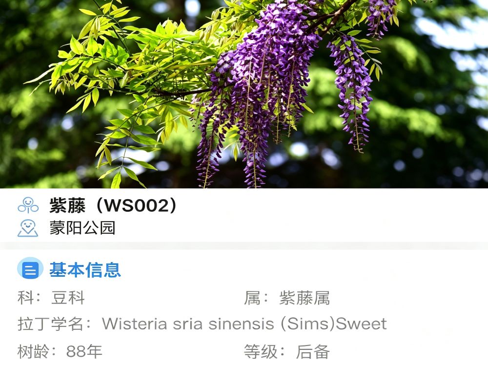 大理某县古树名木管理系统 3